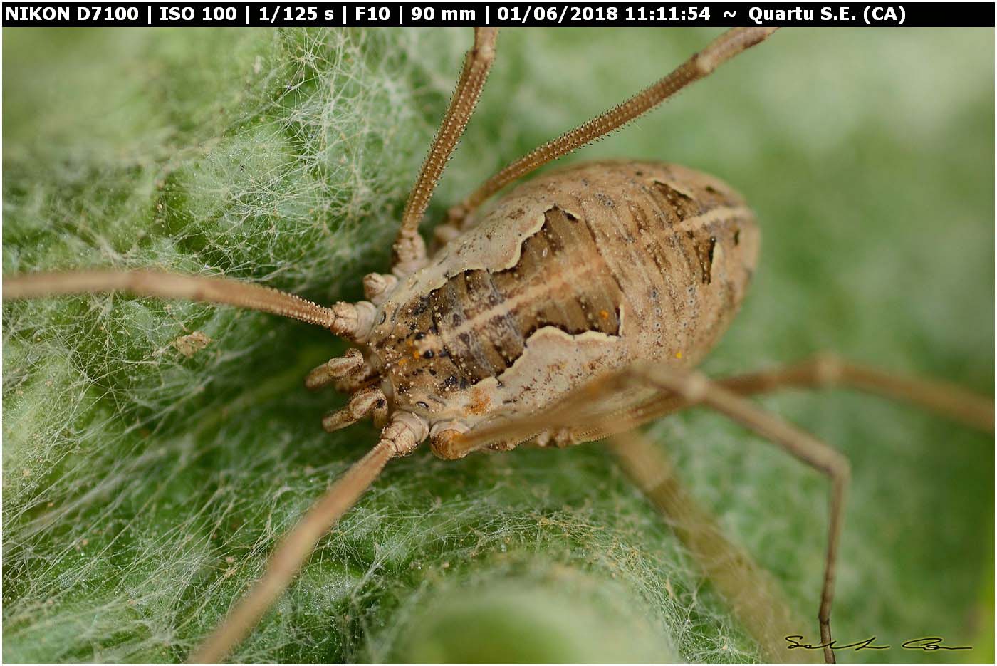 Metaphalangium cirtanum (C.L.Koch 1839) Phalangiidae.